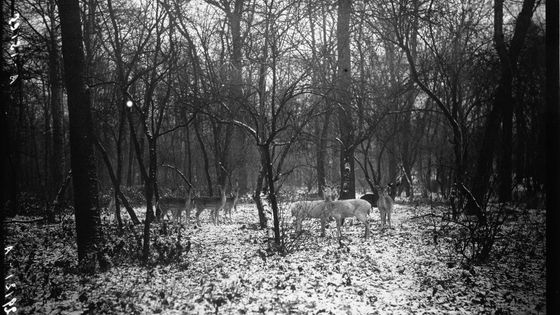 La neige et le froid à Paris : les biches au Bois de Boulogne sous la neige. Agence Meurisse - 1926 - Gallica-BnF