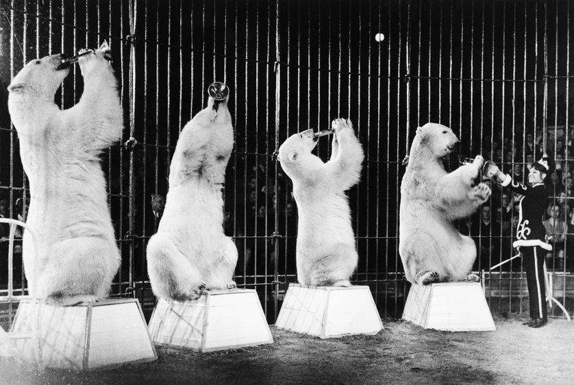 Ours polaires dressés par le cirque Krone à Munich, en Allemagne, en 1969.