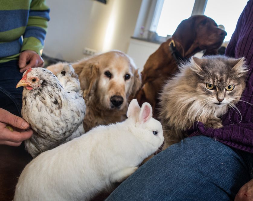 Une poule, deux chiens, un lapin et un chat réunis