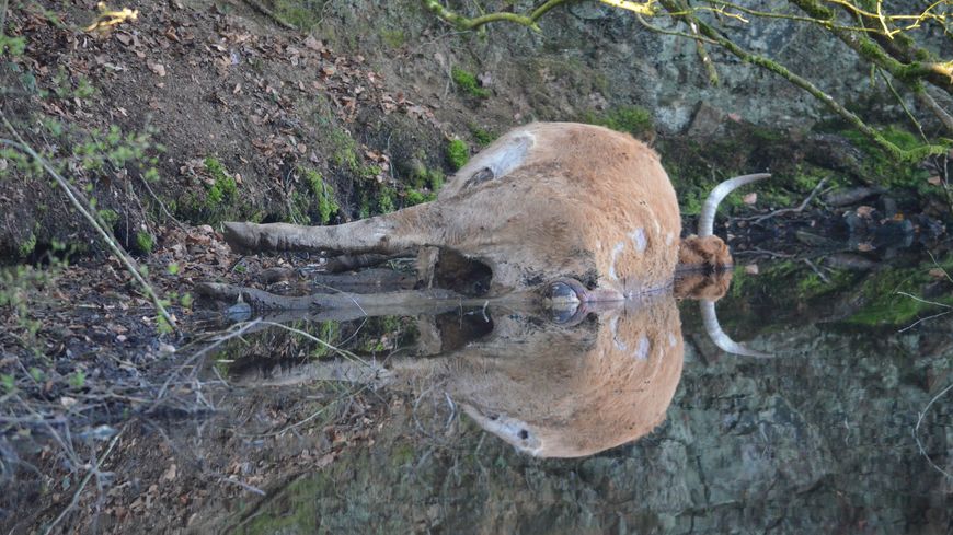 Vache morte dans l'étang de Mezouët - 05/04/2012