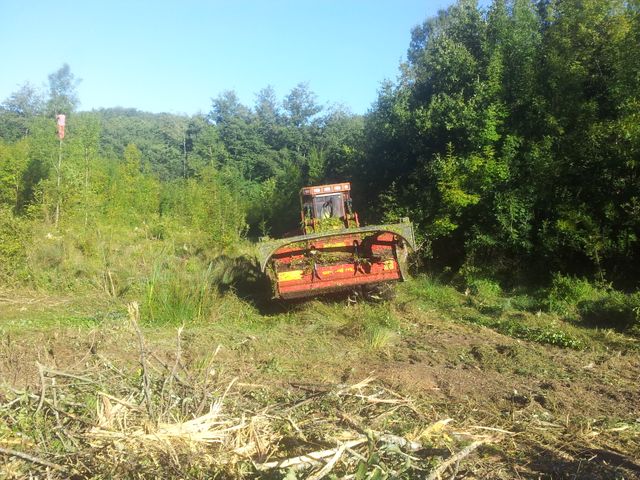 Forêt de Sivens