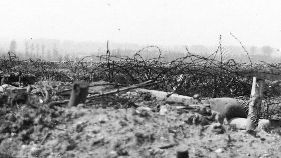 Bataille de la Somme ©Maxppp - Andrew Macdonald / mediadrumworld