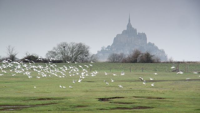 Envol d'oiseaux de mer devant le Mont-Saint-Michel