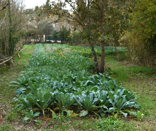 A Mouans Sartoux, le jardin communal fournit les légumes de la cantine scolaire