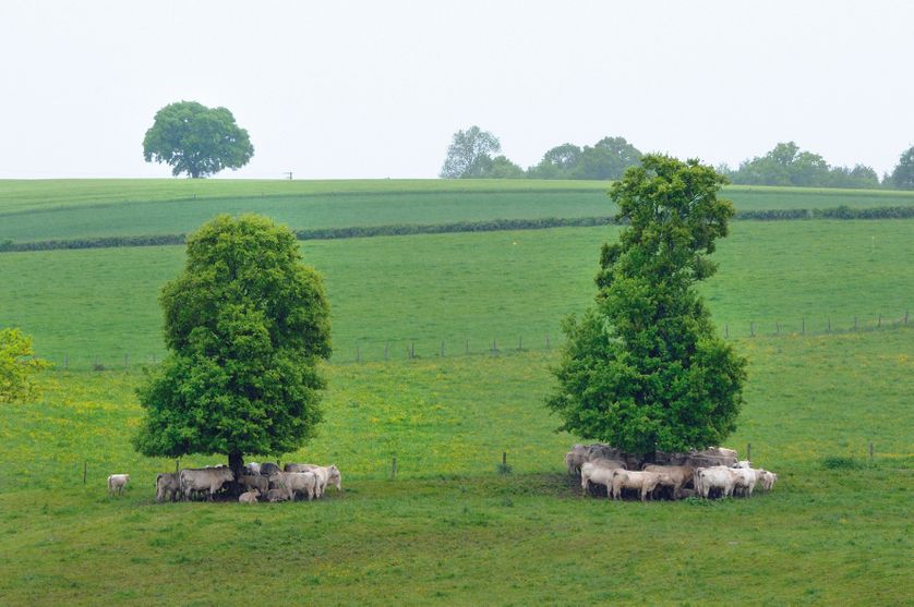 Chênes autrefois émondés dans le Morvan, ayant repris un port d'arbre libre mais la forme allongée de l'émonde est encore reconnaissable.