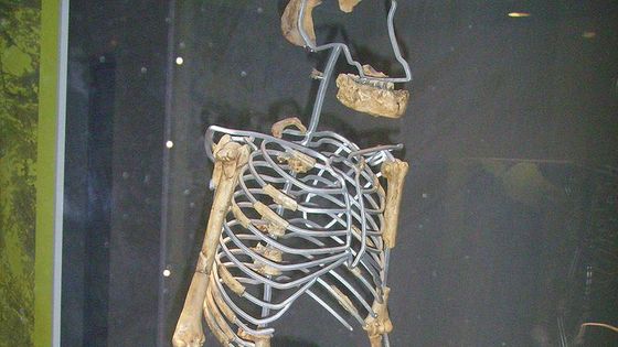 Reconstitution montrant que Lucy était bipède, Senckenberg-Museum de Francfort-sur-le-Main, Allemagne - Senckenberg-Museum / Wikicommons