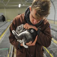 L' association L214 a récemment dénoncé les conditions des lapins d'élevage.