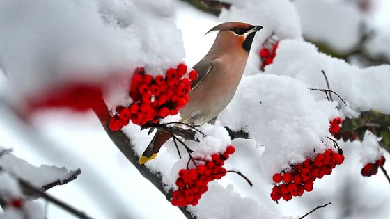 Musiques De L Hiver 1