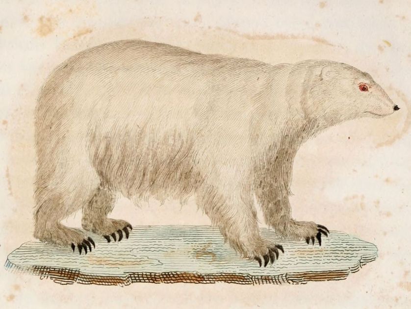 L'ours polaire.