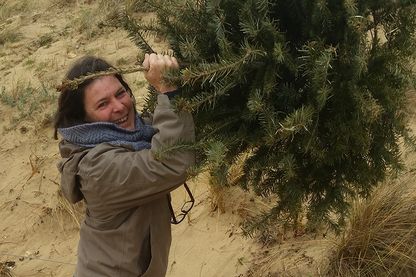 Fanfan à l’Ile de Ré qui plante un sapin pour sauver les dunes Fanfan à l’Ile de Ré qui plante un sapin pour sauver les dunes
