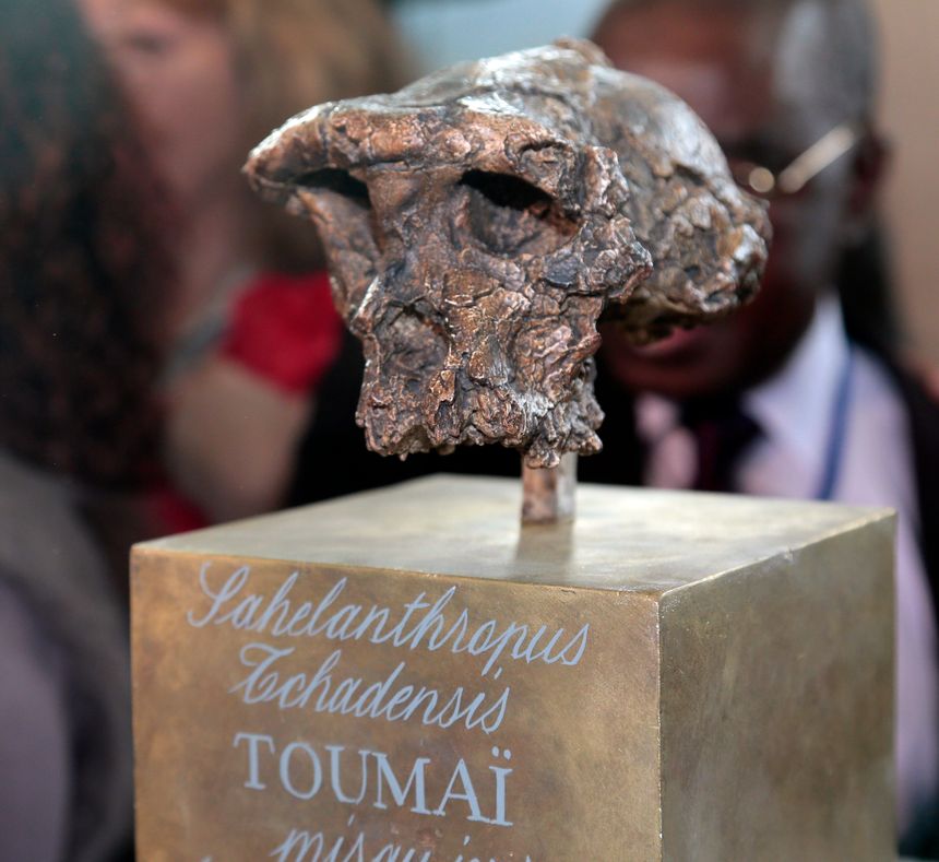 Le crâne de Toumaï, supposé présenter les première caractéristiques de la bipédie, présenté à l'Unesco à Paris en 2013