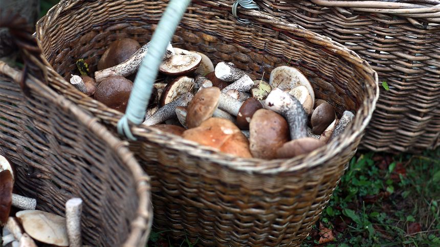 Le ramassage des champignons est un loisir très prisé par la population russe.