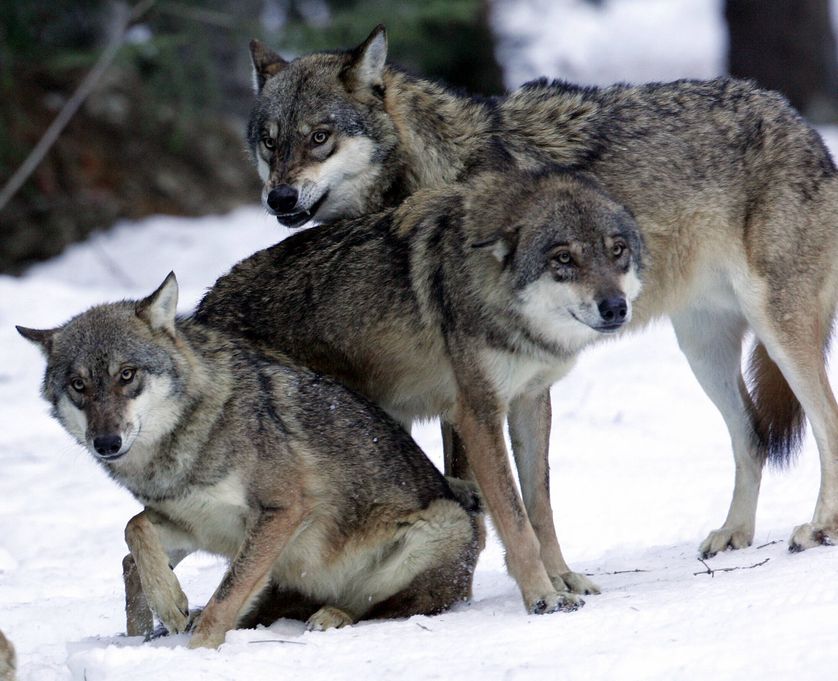 Photo de loups prise, le 16 décembre 2004, lors du lâché d'une dizaine de loups dans le "centre Alpha"