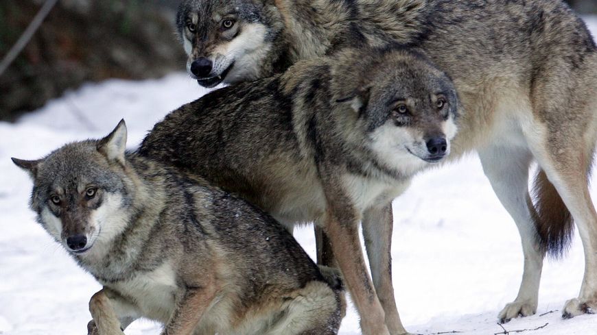 Photo de loups prise, le 16 décembre 2004, lors du lâché d'une dizaine de loups dans le "centre Alpha"
