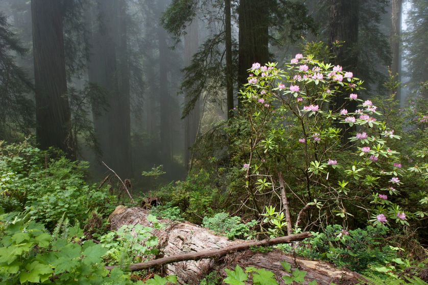 Forêt