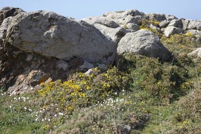 Genêts en Bretagne Genêts en Bretagne