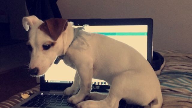 Une Etudiante D Aix En Provence Se Fait Voler Son Chiot Au Cours D Un Cambriolage