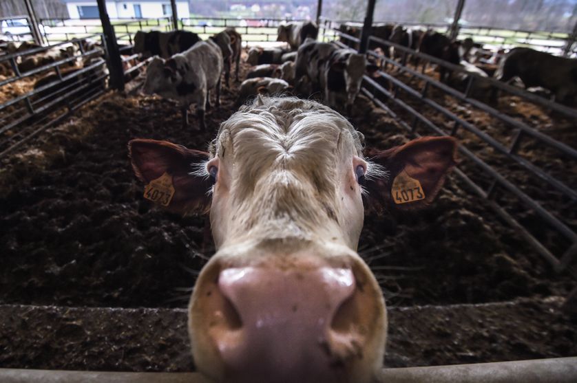 Vaches dans une ferme du Haut-Rhin