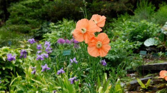 Dans le Jardin alpin du Museum d'Histoire naturelle de Paris prospèrent plus de 2000 espèces de fleurs alpines et méditerranéennes. ©AFP - Manuel Cohen / MCOHEN