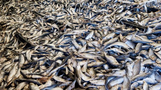 Les eurodéputés doivent se prononcer ce mardi sur l'extension ou non de la pêche électrique dans l'Union ©Maxppp - AltoPress