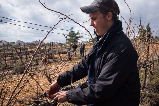 Ben Hilton, chrétien évangélique, taille dans les vignes de la colonie de Psagot.