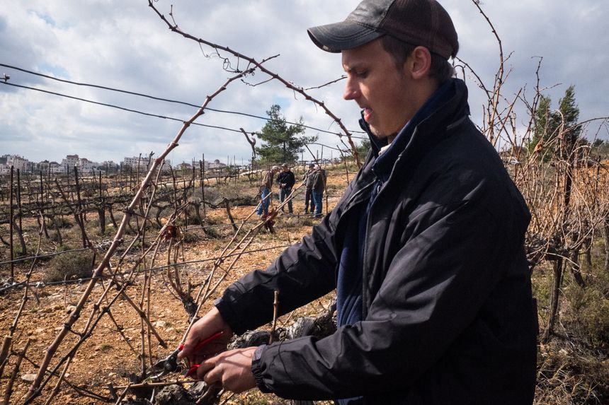 Ben Hilton, chrétien évangélique, taille dans les vignes de la colonie de Psagot.