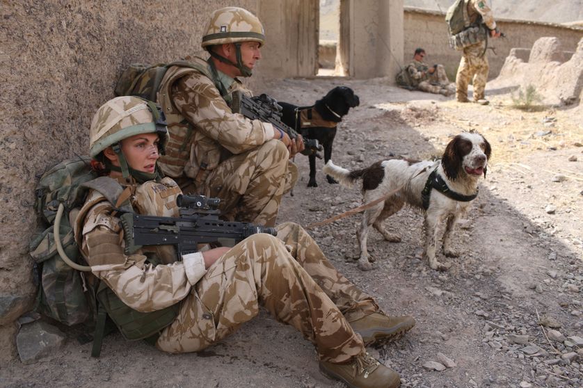 Patrouille de l'armée britannique et ses chiens, Treo et Leanna, en Afghanistan, en 2008