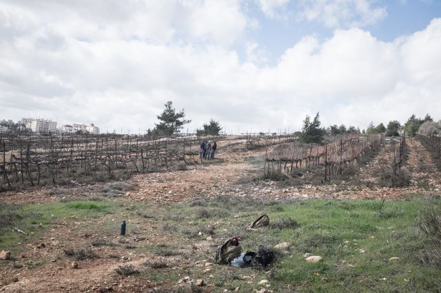 Vignes de la colonies de Psagot dans lesquels les volontaires évangéliques travaillent quelques semaines par an.