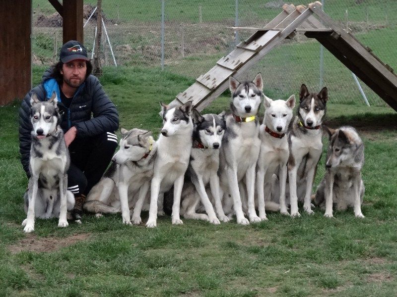 Romain et ses chiens