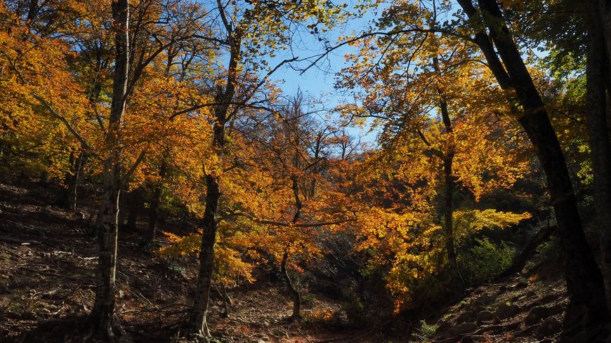 Réserve naturelle nationale de la forêt de Massane dans le massif des Albères