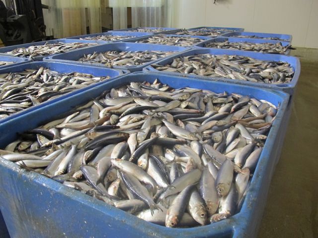 35 000 tonnes de poissons réparties en 70 espèces différentes sont débarquées chaque année à Boulogne-sur-Mer