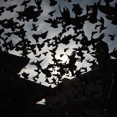Vol de pigeons à Kathmandu, Népal.