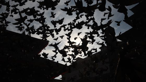 Vol de pigeons à Kathmandu, Népal. ©AFP - PRAKASH MATHEMA