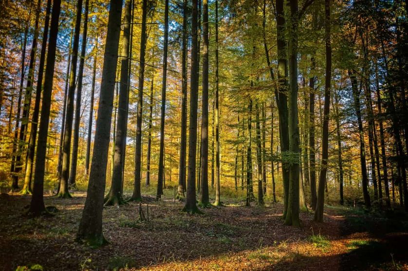 Les plantes qui sentent le vent arrêtent de croître en hauteur et augmentent leur croissance en diamètre ainsi que leurs ramifications racinaires ." Bruno Moulia