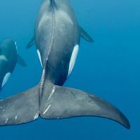 Baleines.