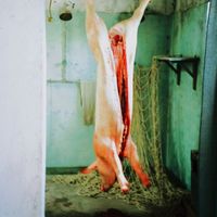 Peut-on manger les animaux ?