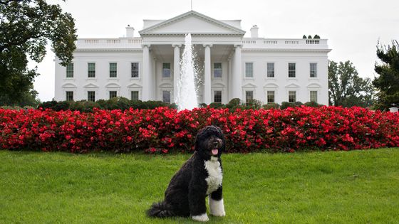 Bo, le chien des Obama, devant la Maison Blanche. ©AFP - Chuck Kennedy