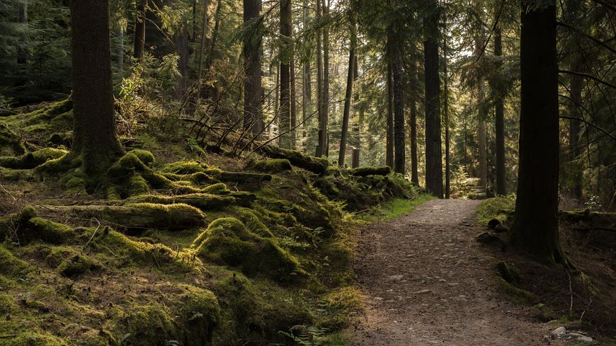 Chemin à travers la forêt de Puck's Glen en Écosse