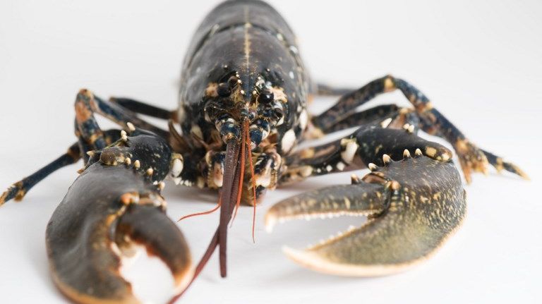 Le homard souffre-t-il lorsqu'on le plonge dans l'eau bouillante ?