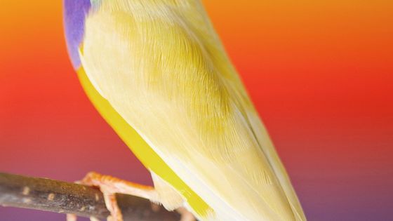 L'oiseau dont nous parle Paul Rousteau - Paul Rousteau