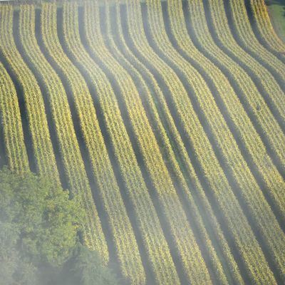 vigne dans le Quercy