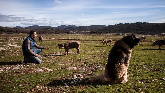Nicolas Brahic, éleveur de cochonnets bios dans le Larzac - Nicolas Brahic