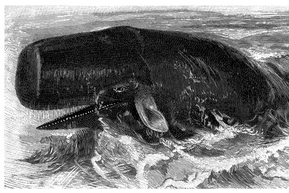 Moby Dick, le grand cachalot blanc Moby Dick, le grand cachalot blanc