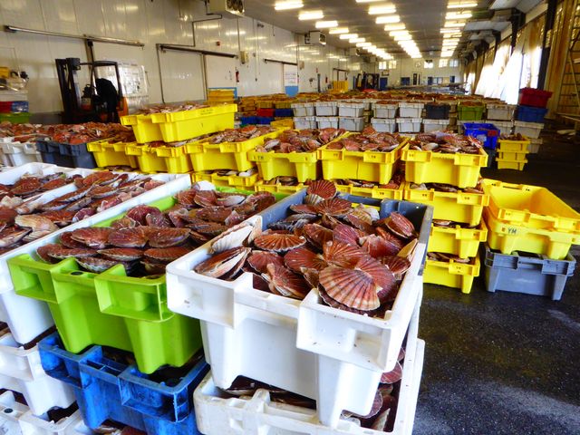 Septième port de pêche de France, Port-en-Bessin possède l'une des criées les plus modernes de France qui vend chaque année 11 000 tonnes de poisson, dont 42 % destinés à l'exportation