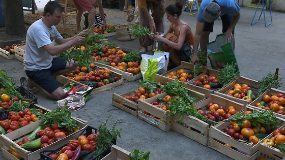 Distribution de l'égumes d'une AMAP (Association pour le Maintien d'une Agriculture Paysanne), Toulouse, 24/08/2017 ©AFP - PASCAL PAVANI / AFP