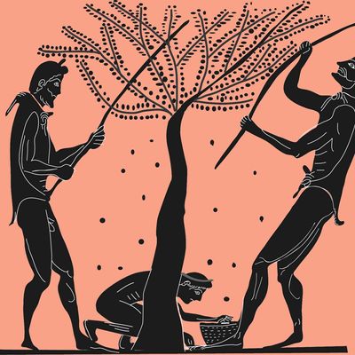 Le gaulage des olives. Détail d'une amphore peinte par Antiménès, fin du VIe siècle av. J.C, image présentée par J.P. Brun au Collège de France