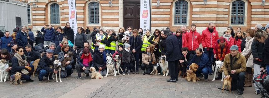 85 chiens se sont baladés dans les rues du centre-ville toulousain