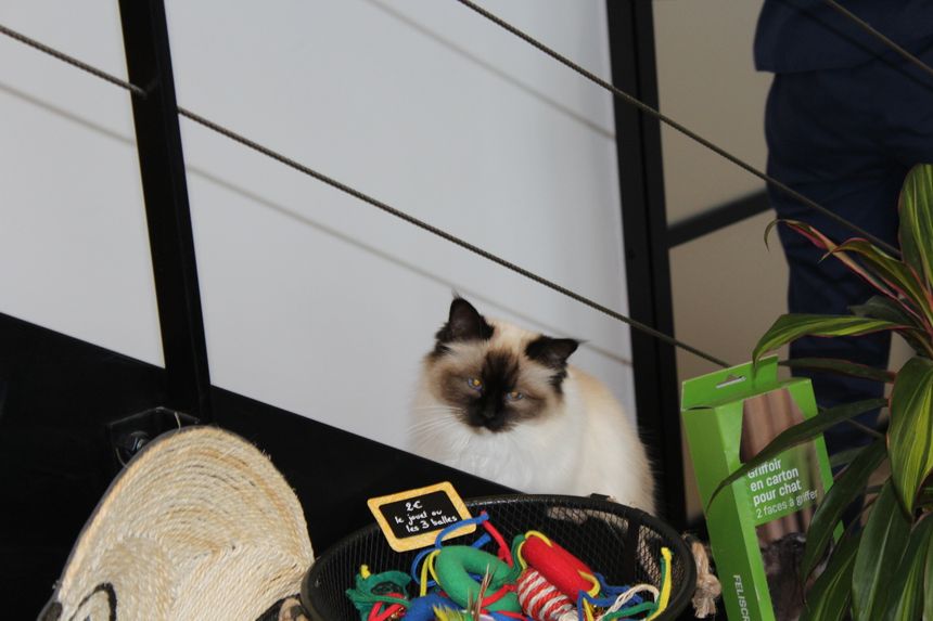 Visite De La Clinique Des Chats A Bayonne Visite De La Clinique Des Chats A Bayonne