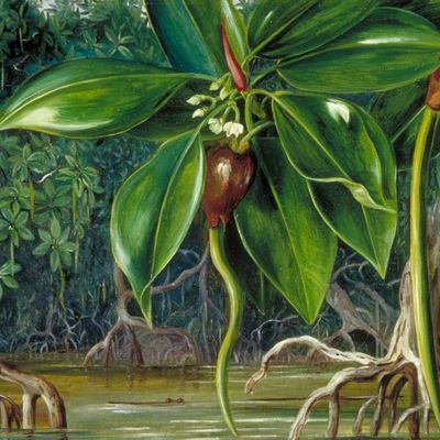 Tableau de la Mangrove, Marianne North, 1876 - La nature tient une oeuvre particulière dans l'oeuvre de Maryse Condé, notamment dans son ouvrage "Traversée de la Mangrove" (1989, Gallimard)