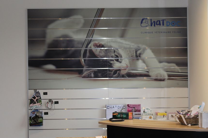 Visite De La Clinique Des Chats A Bayonne Visite De La Clinique Des Chats A Bayonne